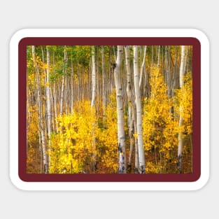 Golden Aspen Grove Sticker